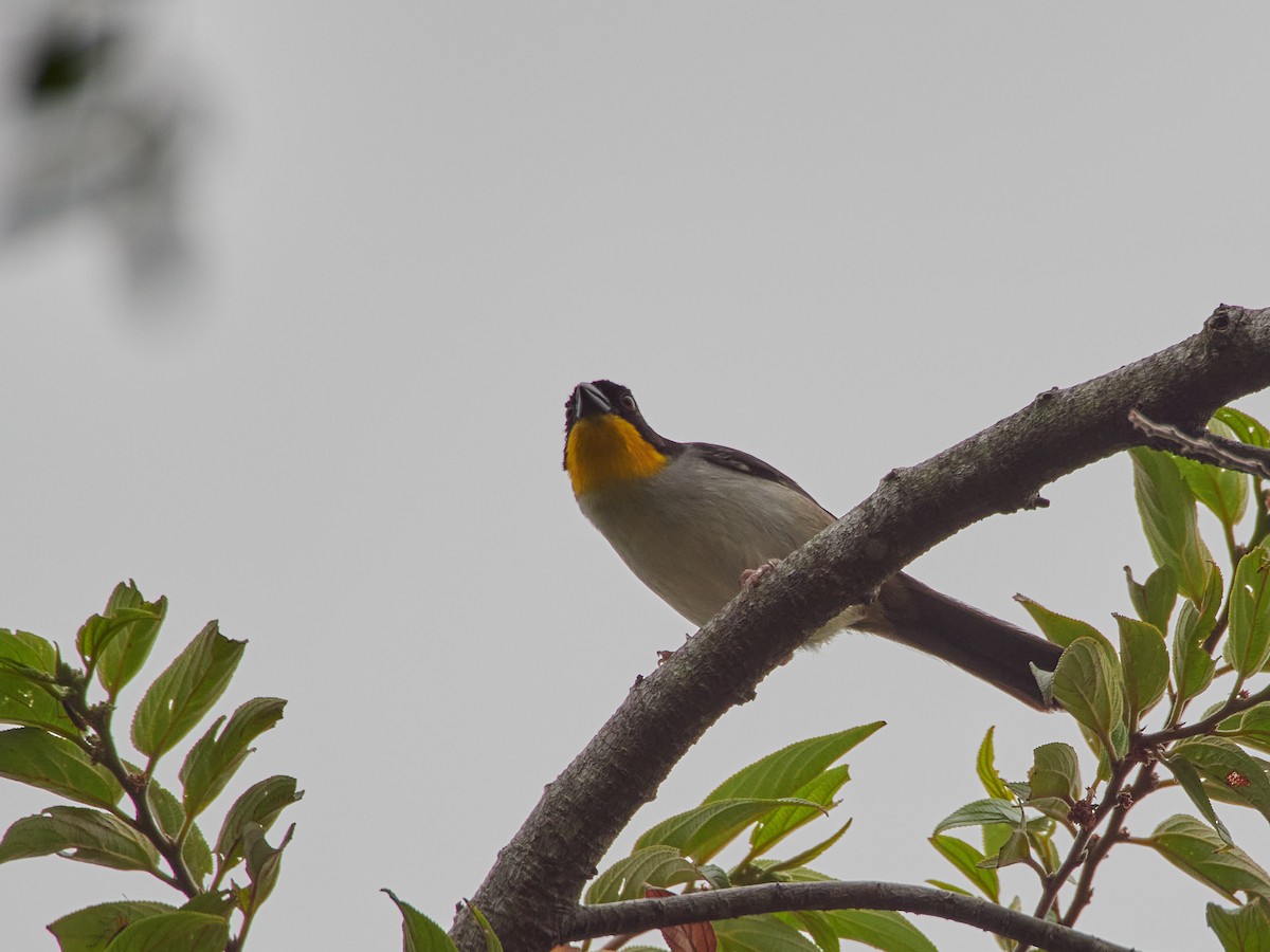 White-naped Brushfinch - ML449017471