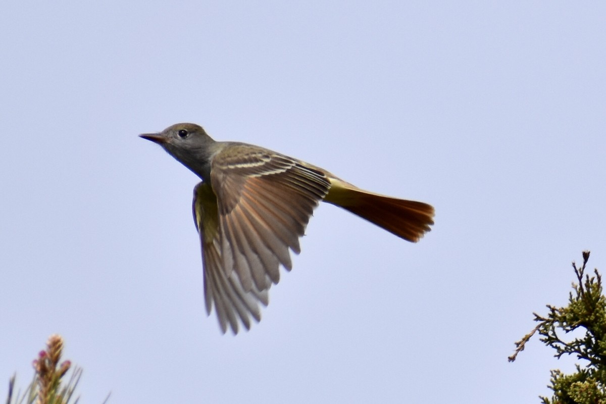 Great Crested Flycatcher - ML449017551