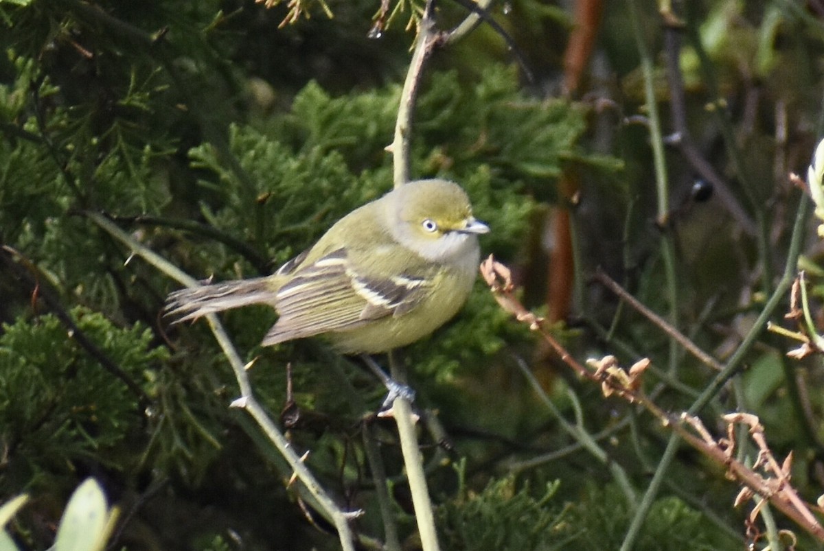 Weißaugenvireo - ML449017701