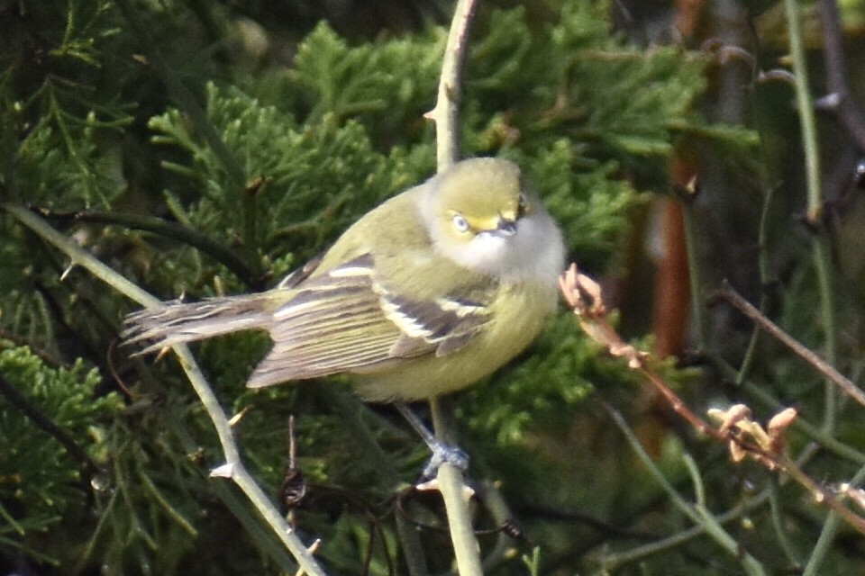 Ak Gözlü Vireo - ML449017721