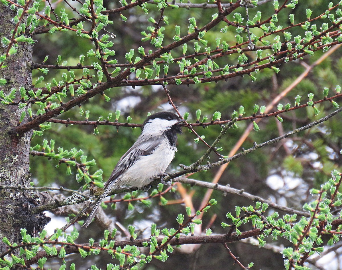 Black-capped Chickadee - ML449019581