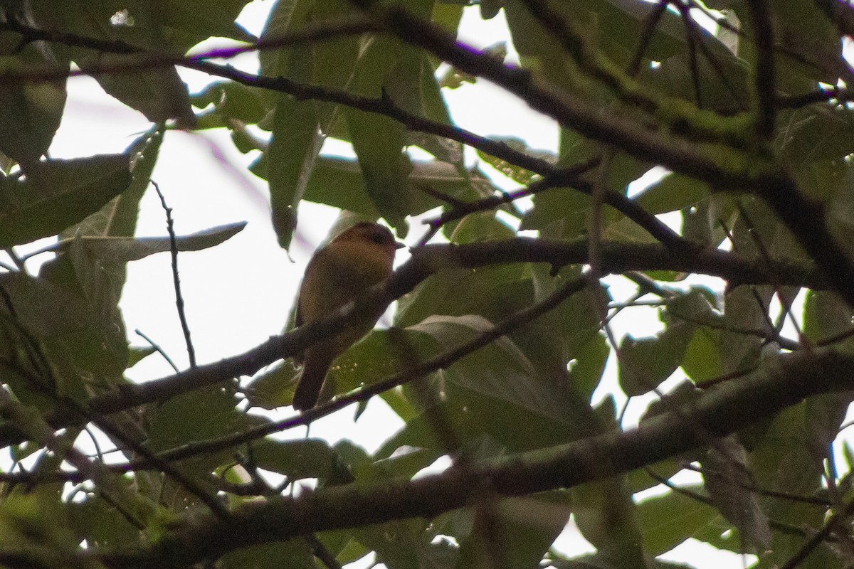 Black-capped Piprites - ML449020121