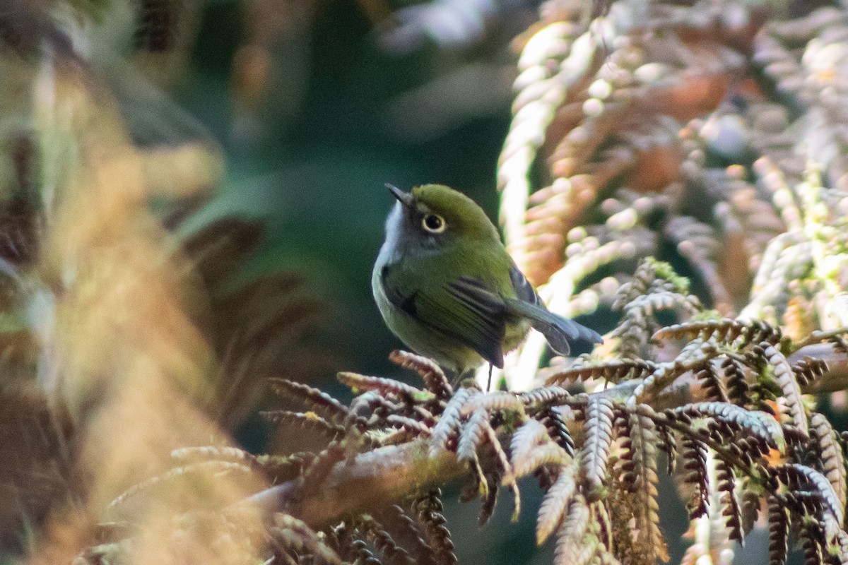 Serra do Mar Bristle-Tyrant - ML449021171