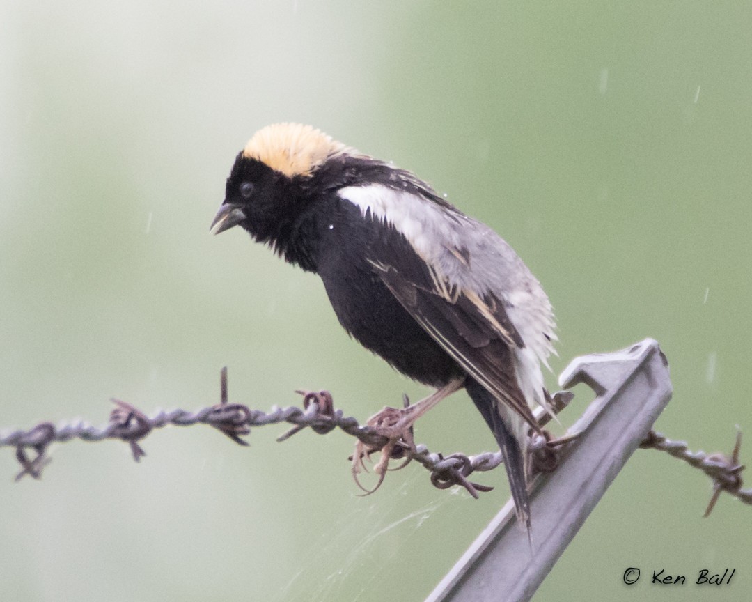 bobolink americký - ML449021271