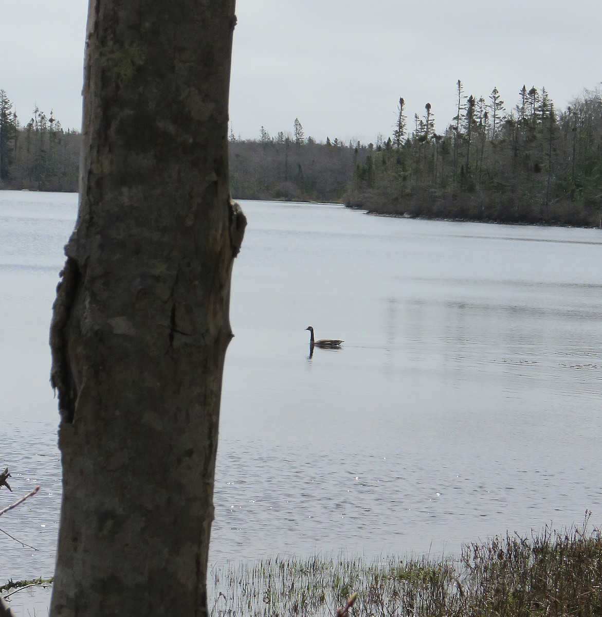 Canada Goose - ML449021321