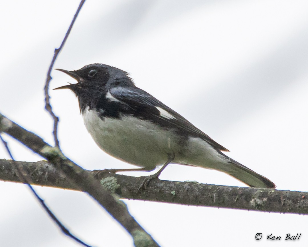 Black-throated Blue Warbler - ML449021371