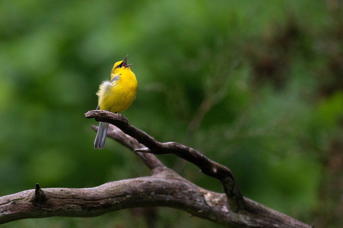 Blue-winged Warbler - ML449022111