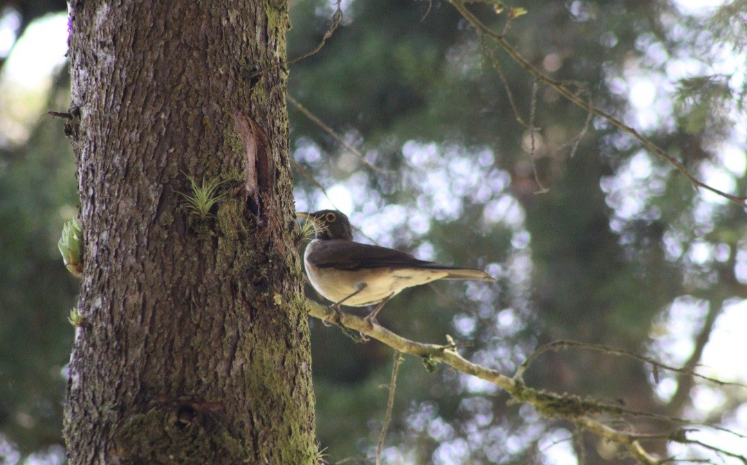 White-throated Thrush - ML449022301