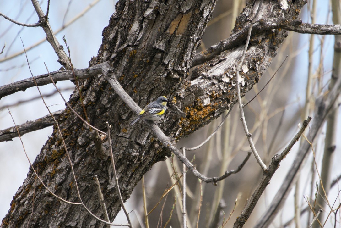 Yellow-rumped Warbler (Myrtle x Audubon's) - Flocking Around