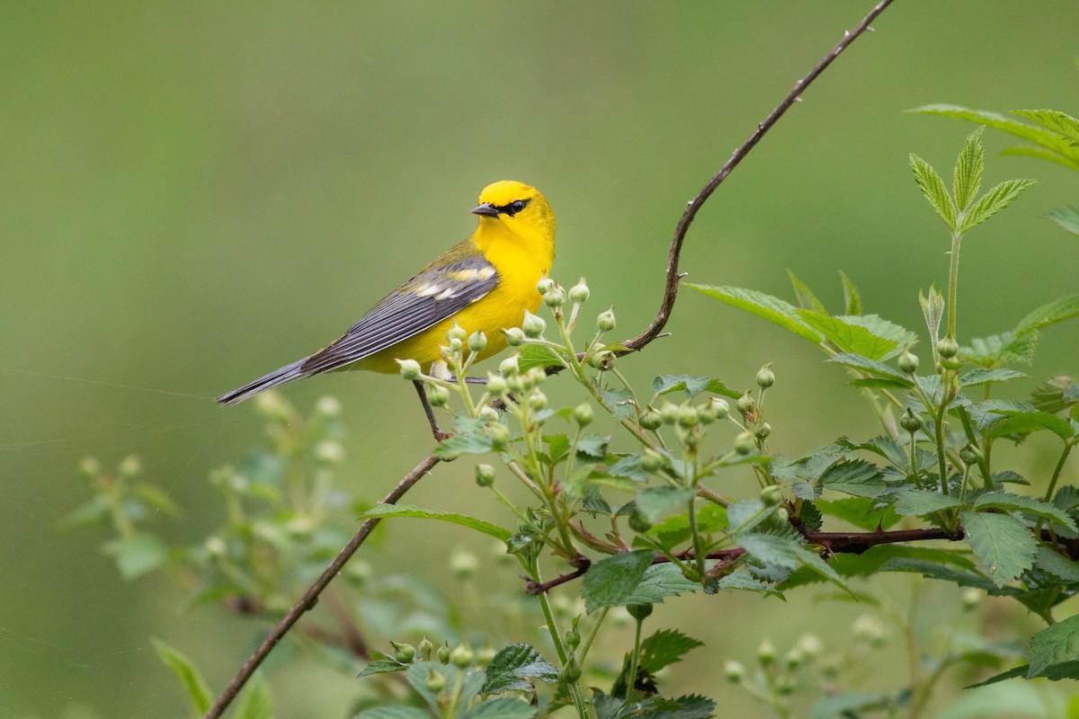 Blue-winged Warbler - ML449022691