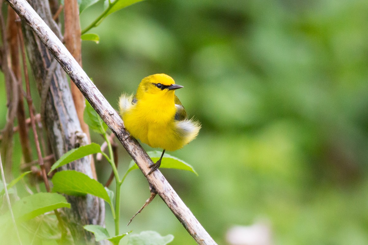 Blue-winged Warbler - ML449022721