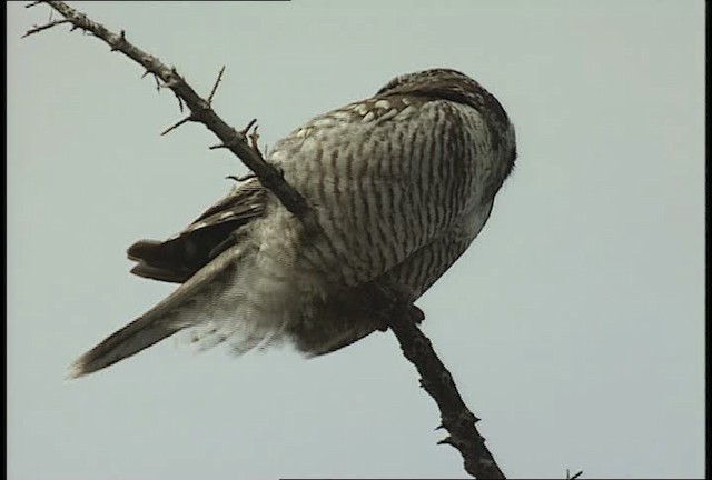 Northern Hawk Owl (American) - ML449023