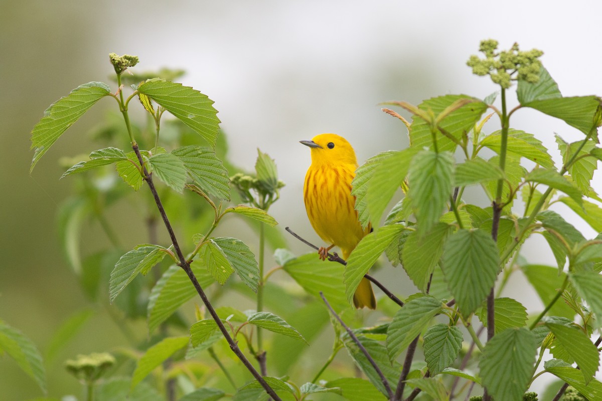 Northern Yellow Warbler - ML449023931