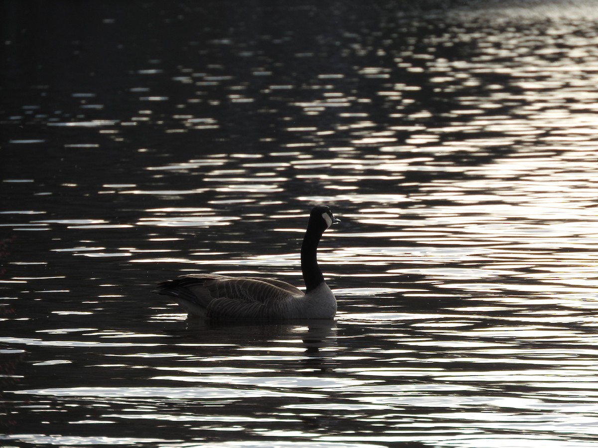 Canada Goose - ML449025361