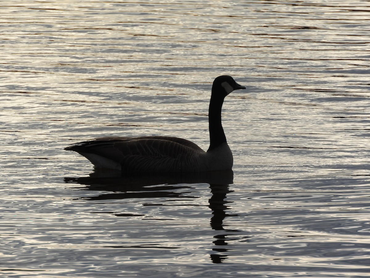 Canada Goose - ML449025371