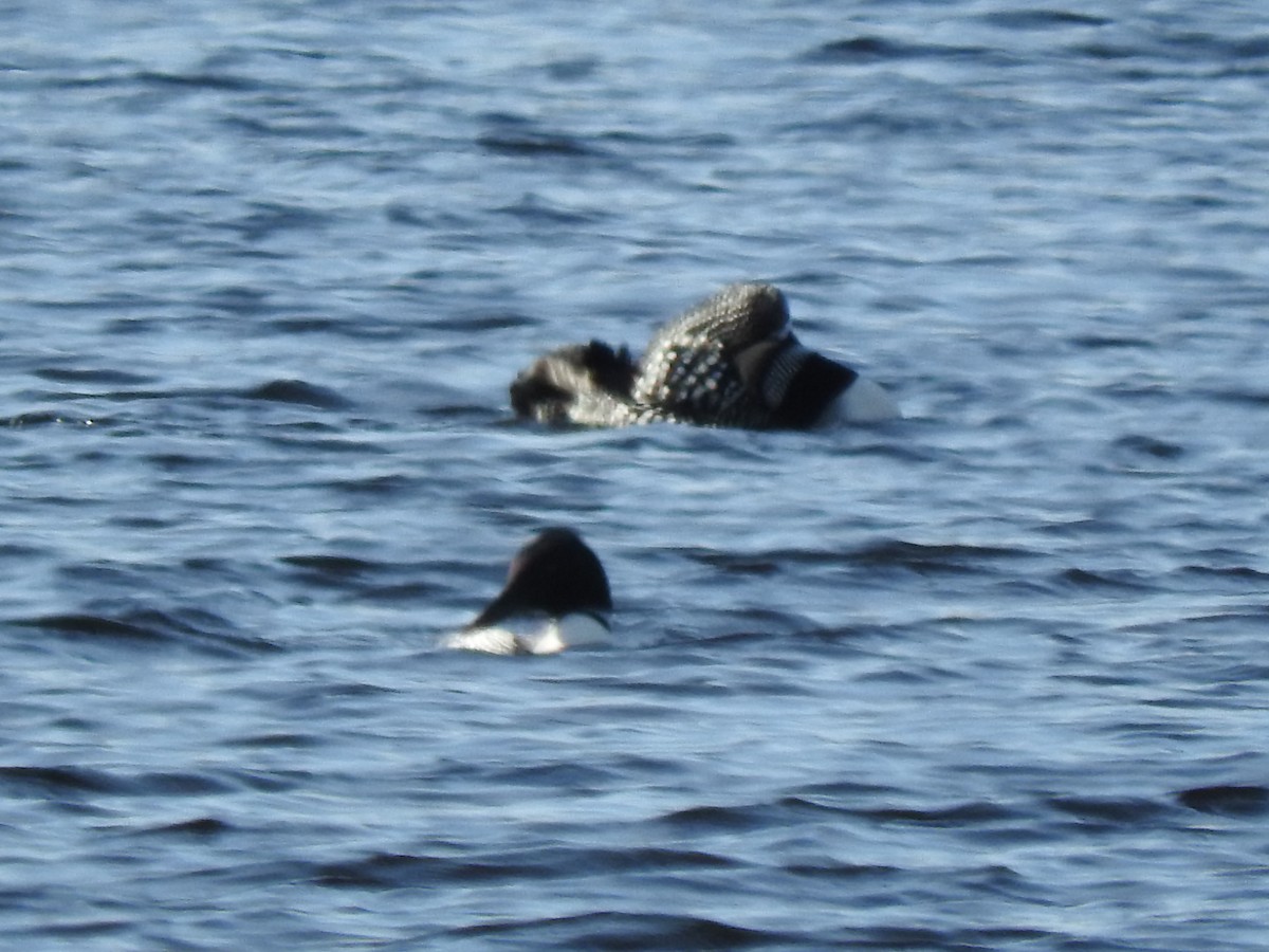 Common Loon - ML449025541