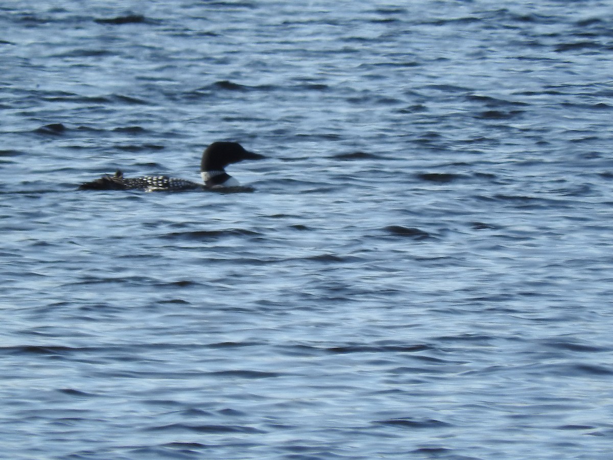 Common Loon - ML449025561