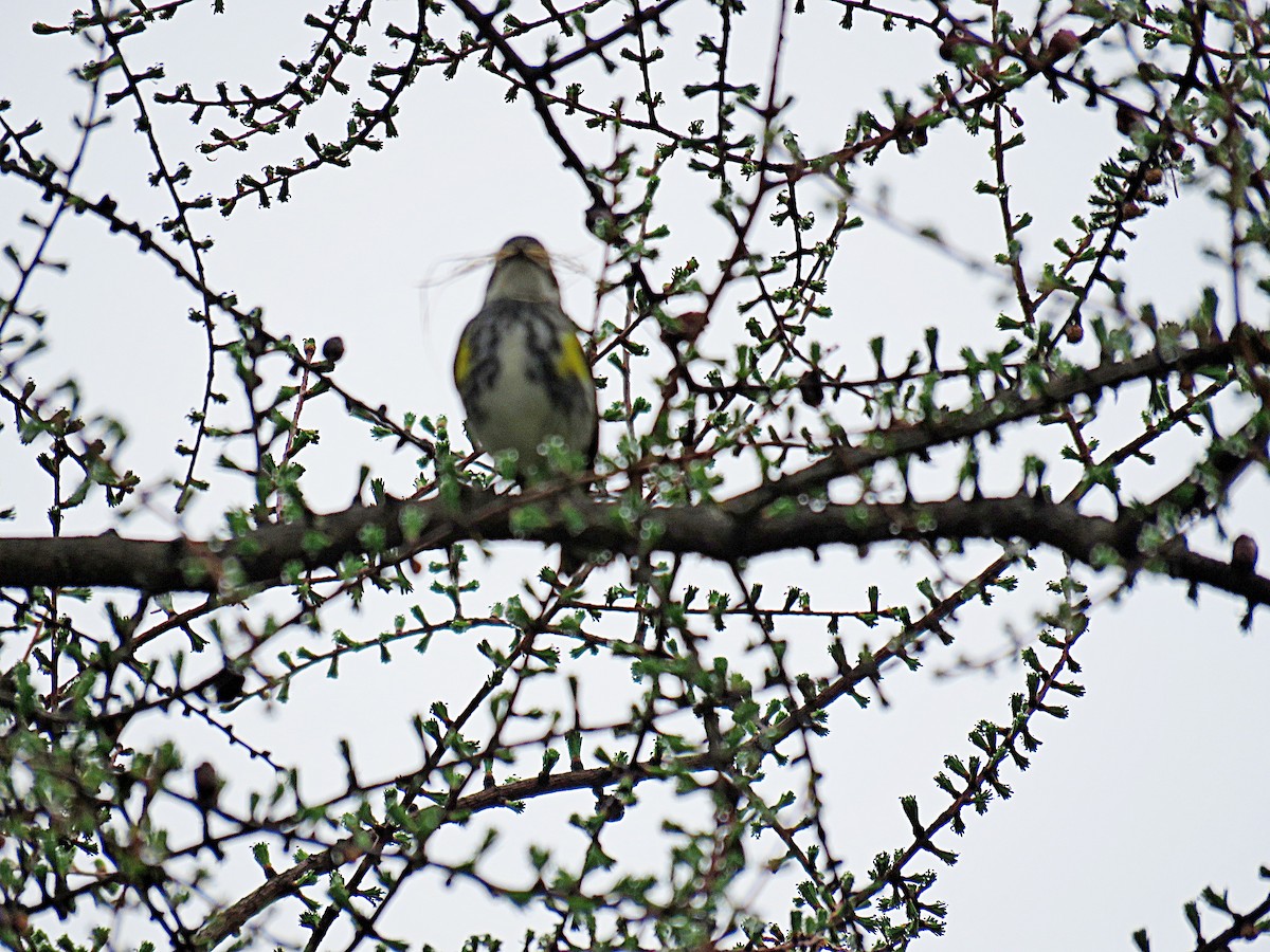Yellow-rumped Warbler - ML449026021