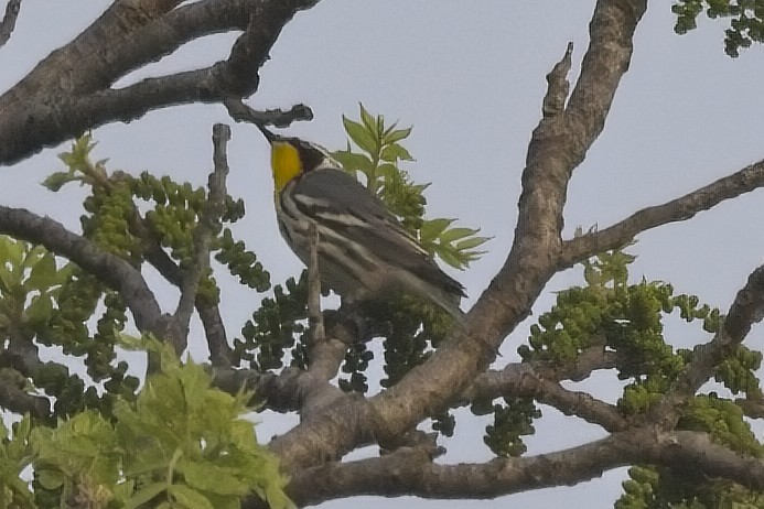 Yellow-throated Warbler - ML449026211