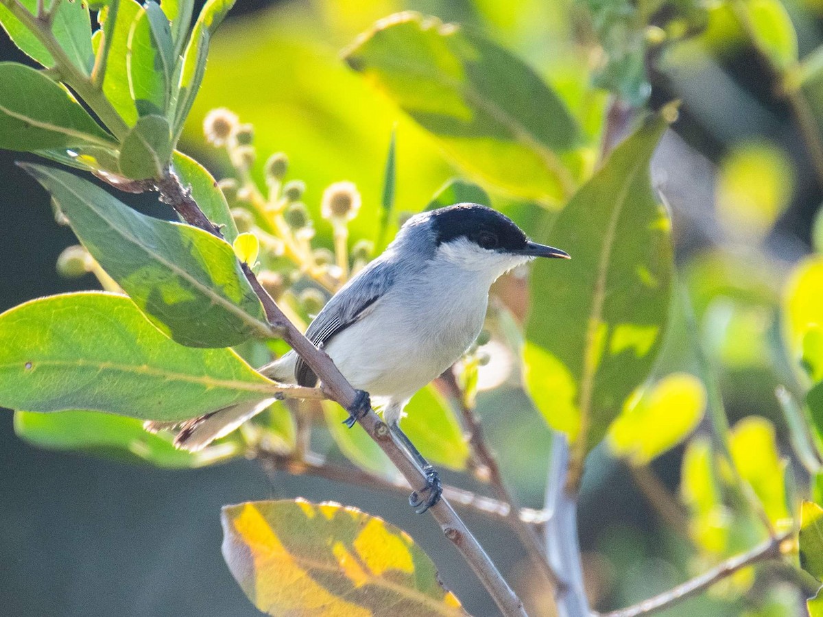 Yucatan Gnatcatcher - ML449026261