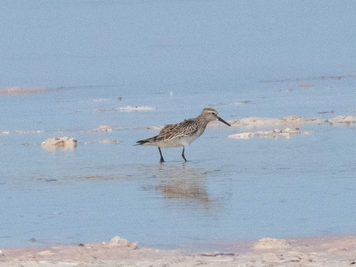 White-rumped Sandpiper - ML449026391