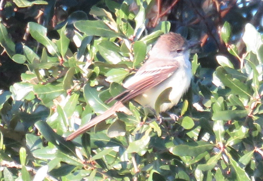 Ash-throated Flycatcher - Bill Wright_cc