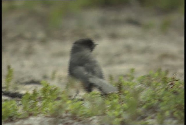 Canada Jay - ML449027