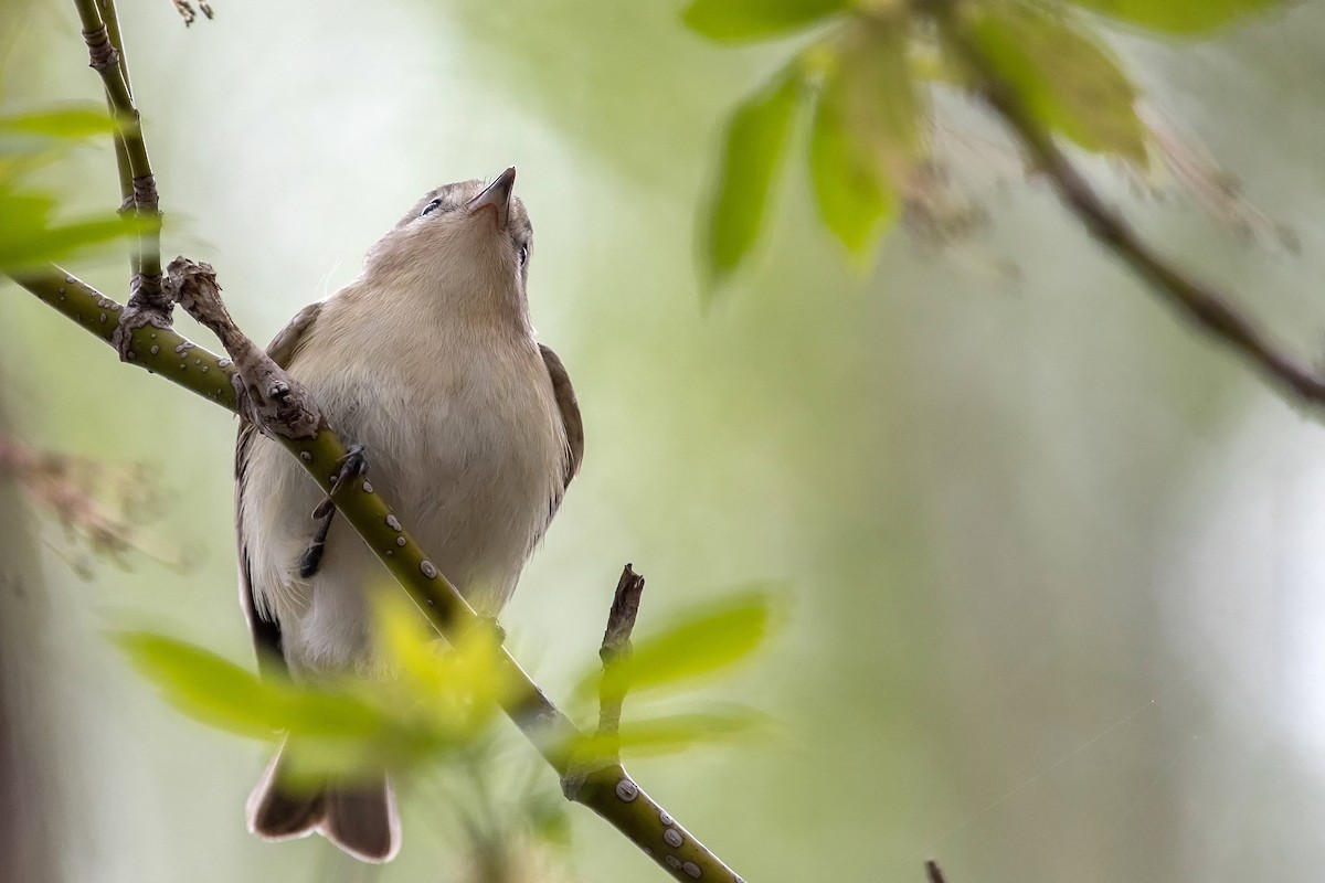 Ötücü Vireo - ML449029431