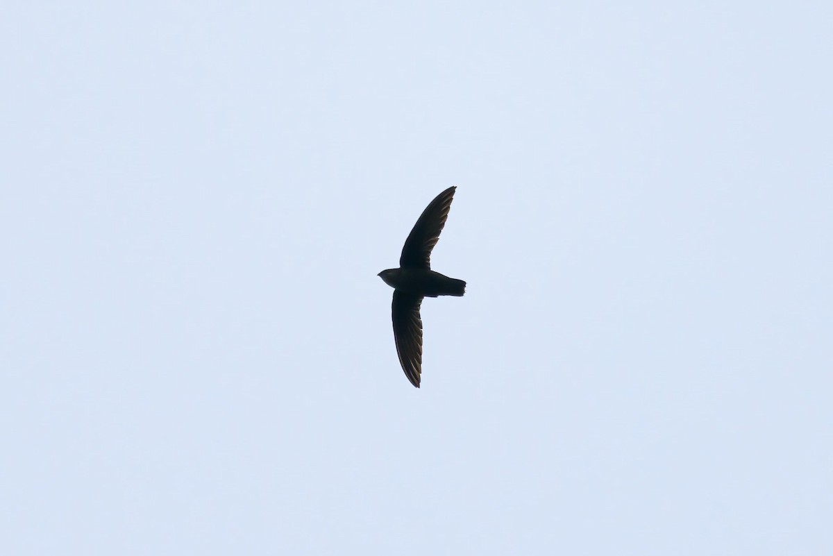 Chimney Swift - ML449029791