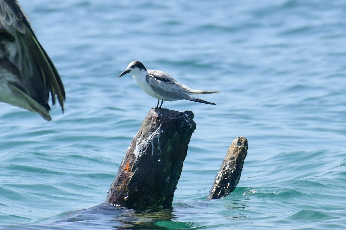 Common Tern - Raphaël Nussbaumer