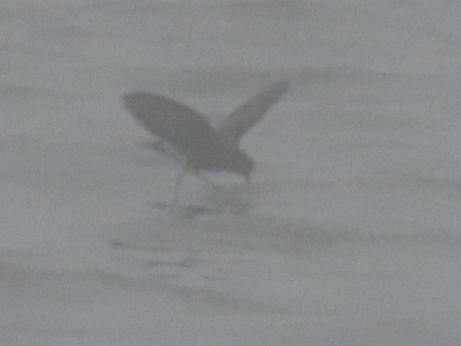 Wilson's Storm-Petrel - ML449031071