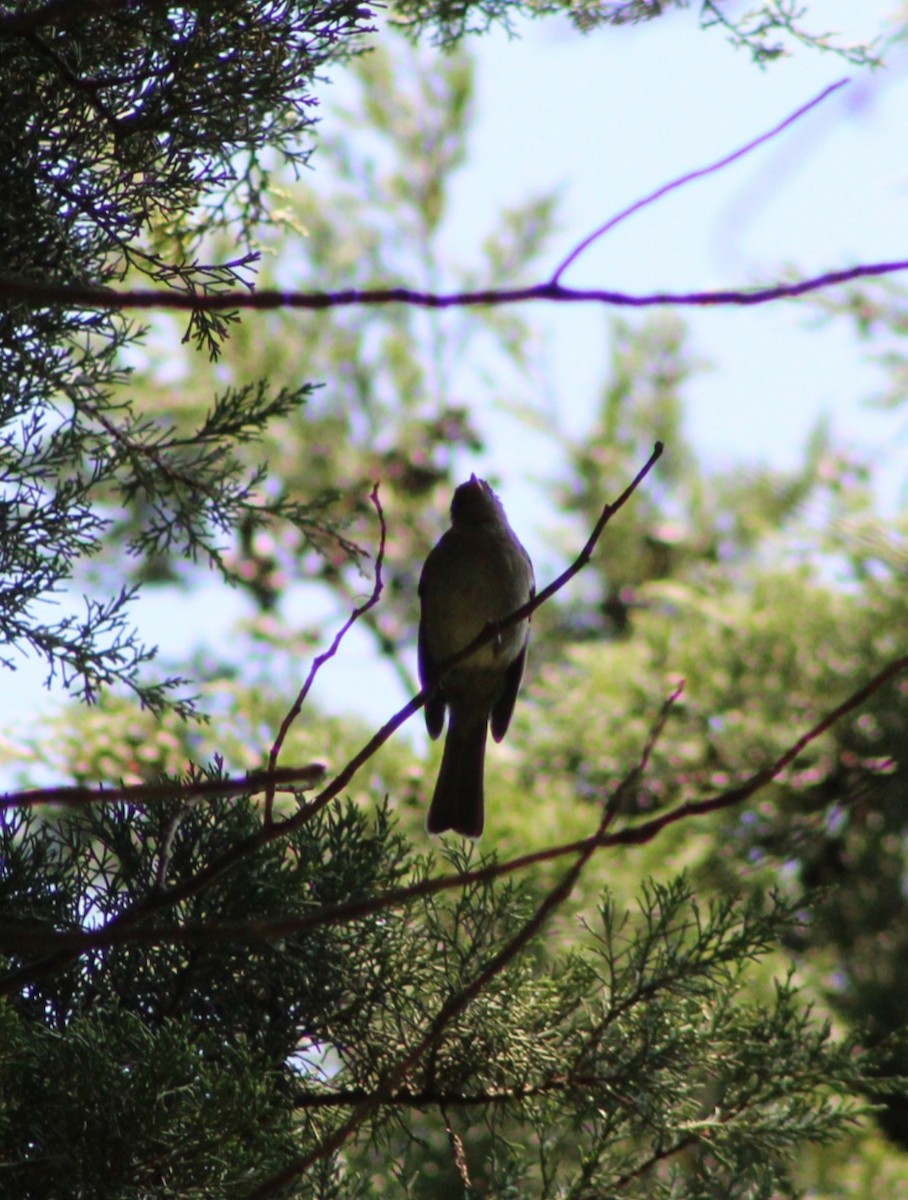 Mountain Elaenia - ML449031691