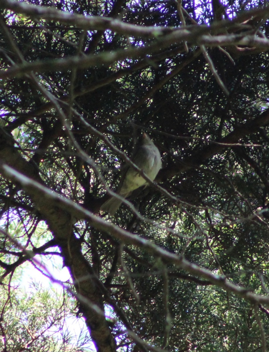 Mountain Elaenia - ML449031801