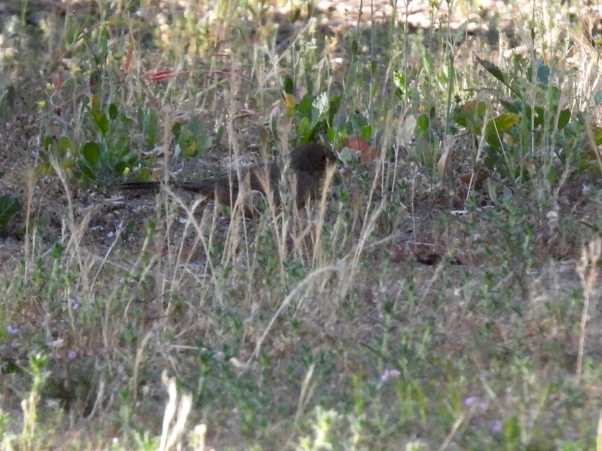 California Towhee - ML449032881