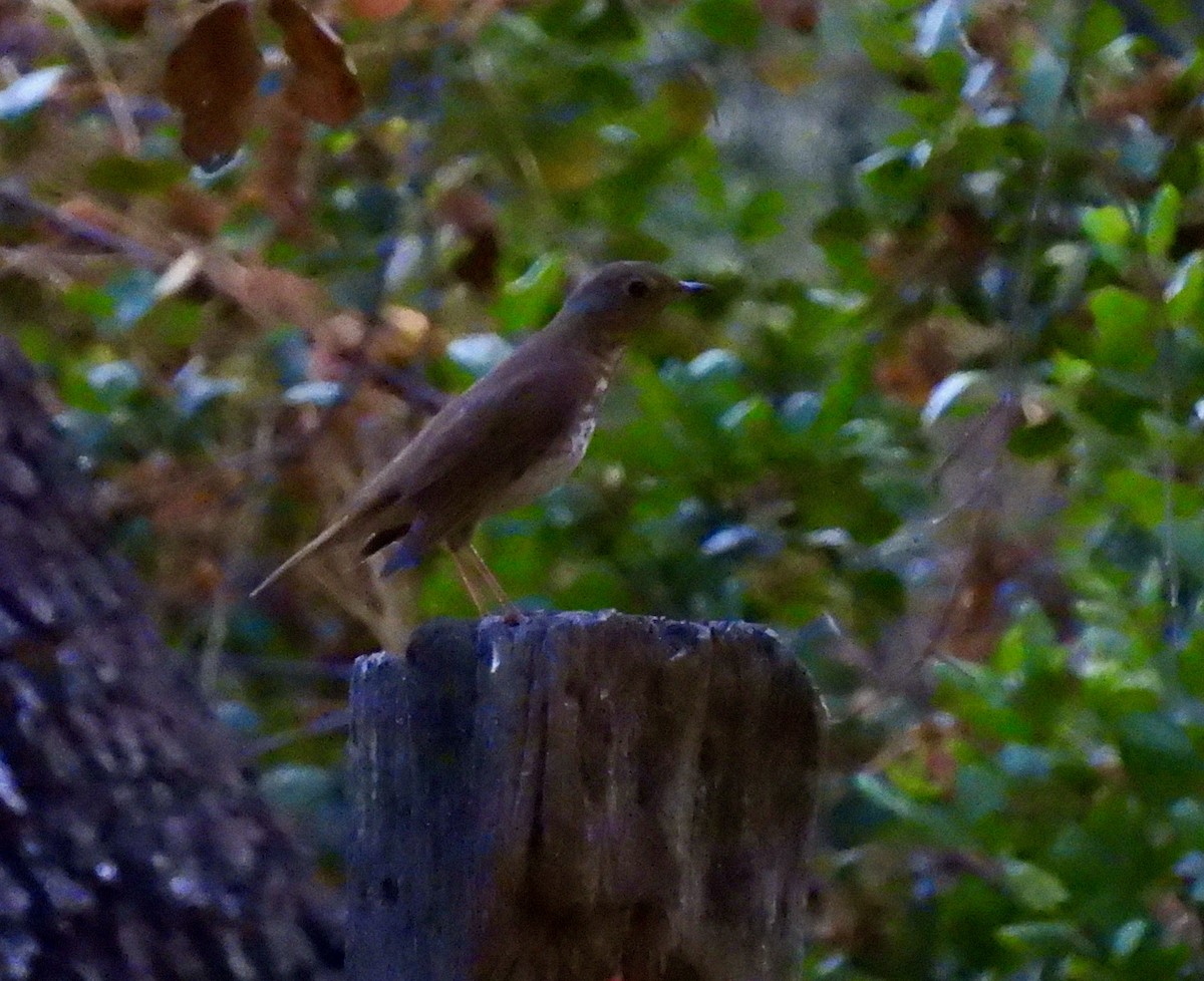 Swainson's Thrush - ML449033061