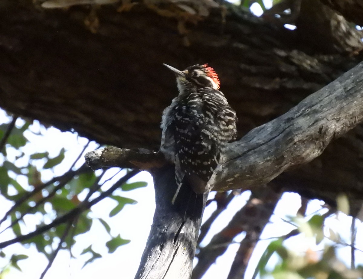 Nuttall's Woodpecker - ML449033261