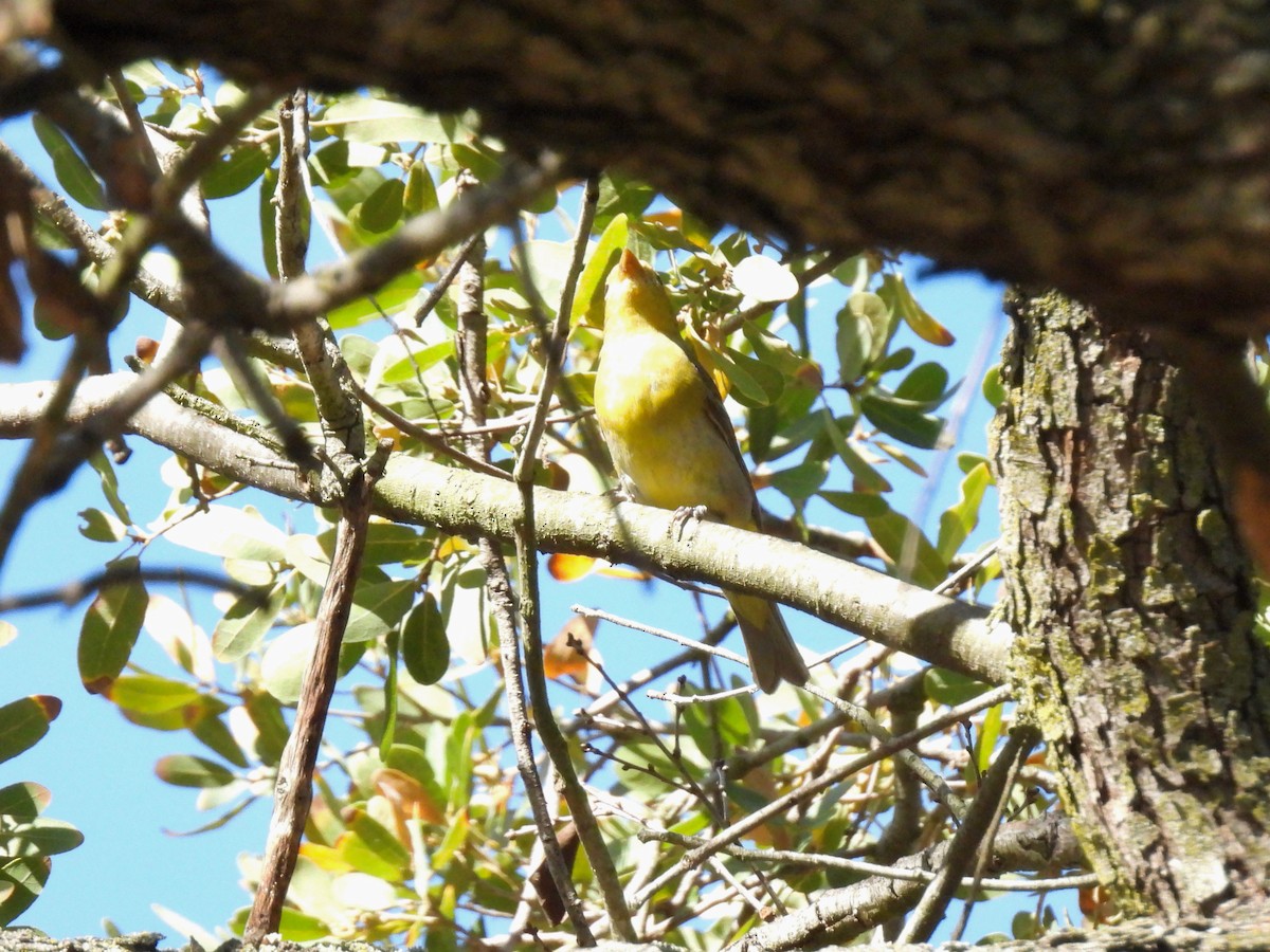 Oriole masqué - ML449033801