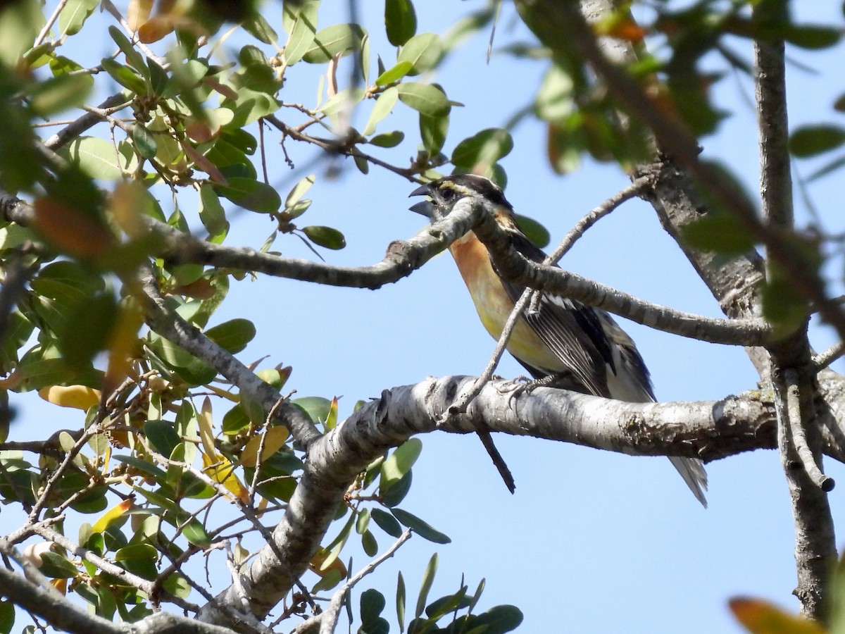 Black-headed Grosbeak - ML449033901