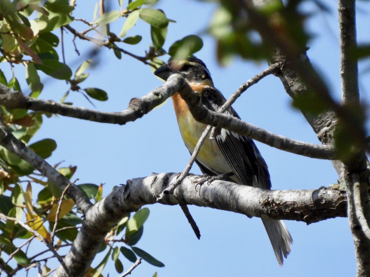 Black-headed Grosbeak - ML449033911