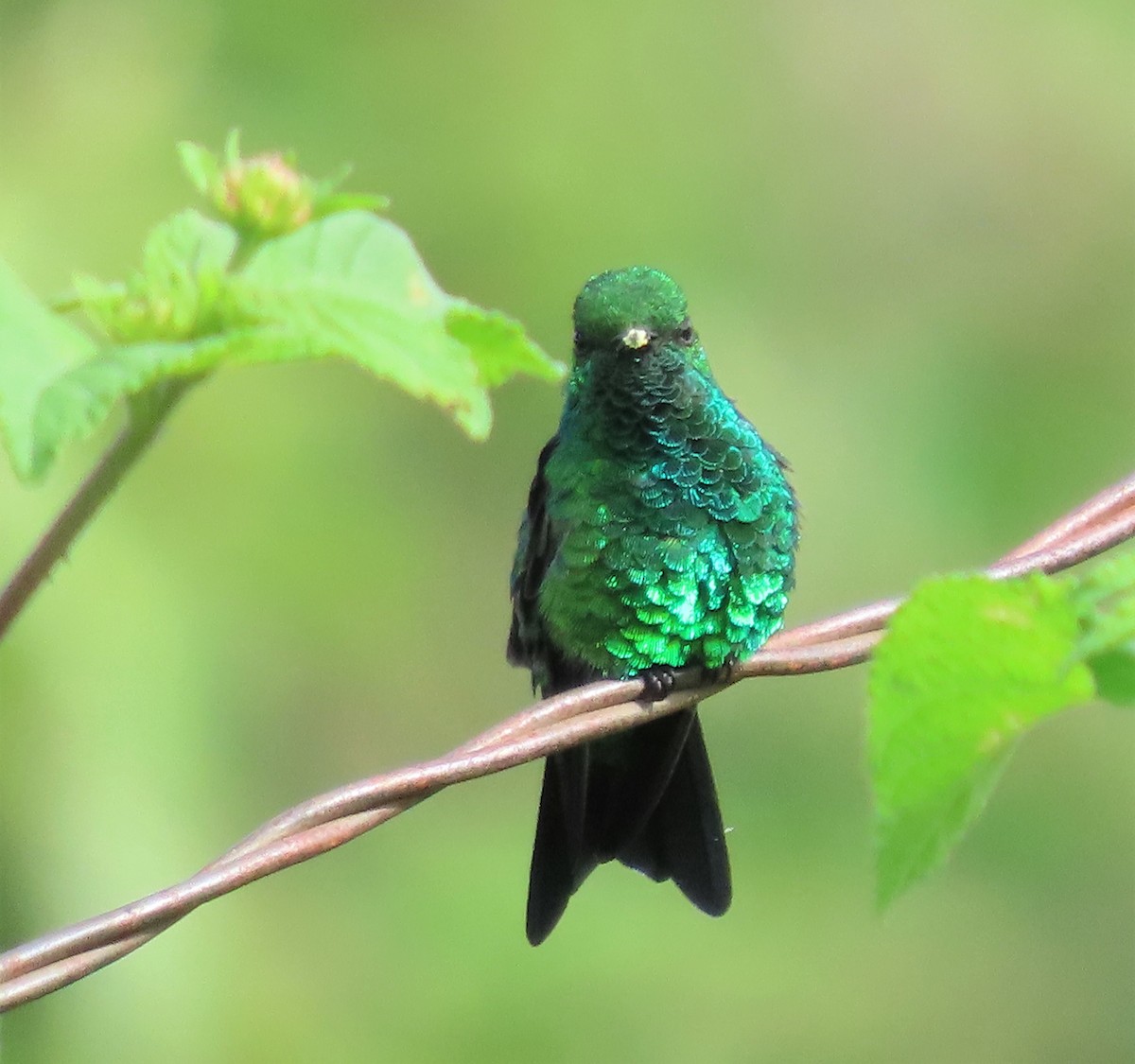 Gartensmaragdkolibri - ML449033951