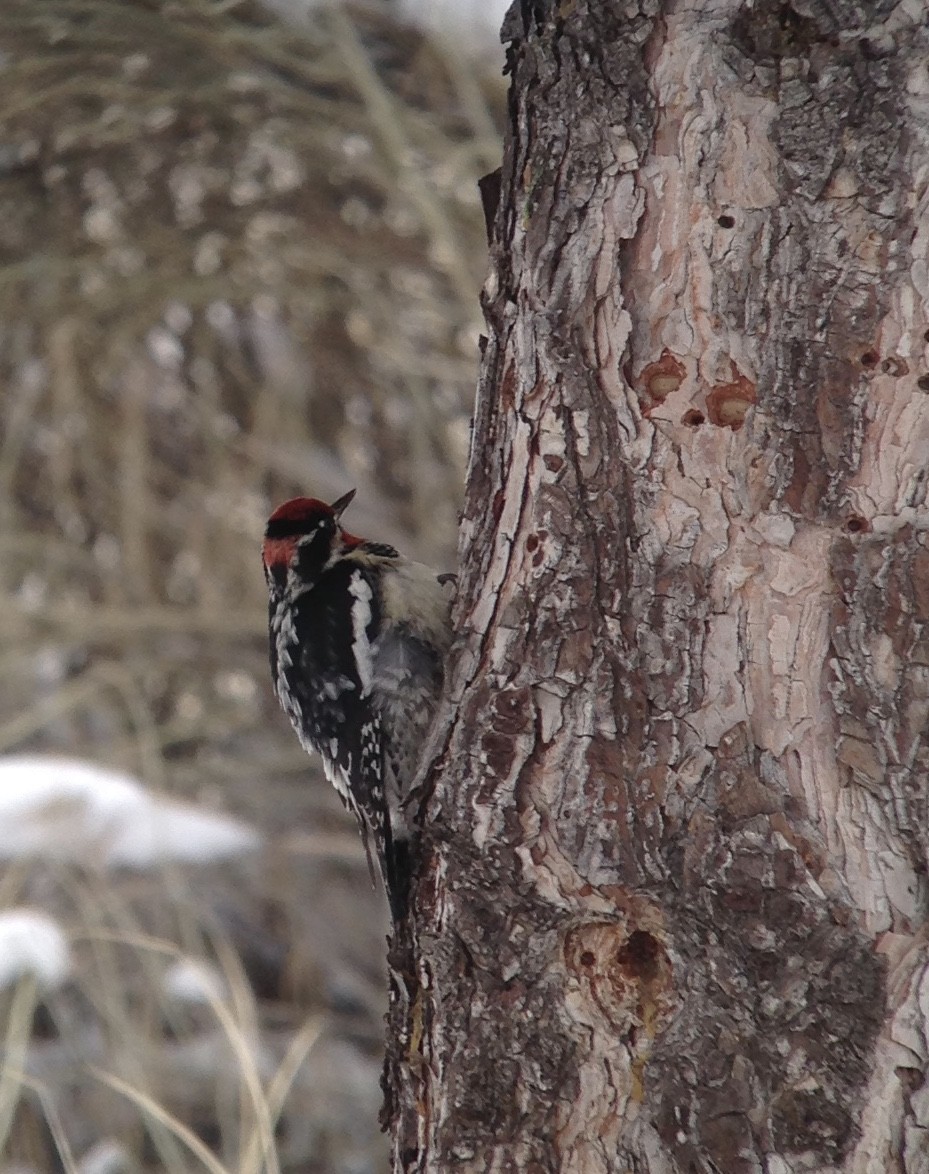 Red-naped Sapsucker - ML44903401