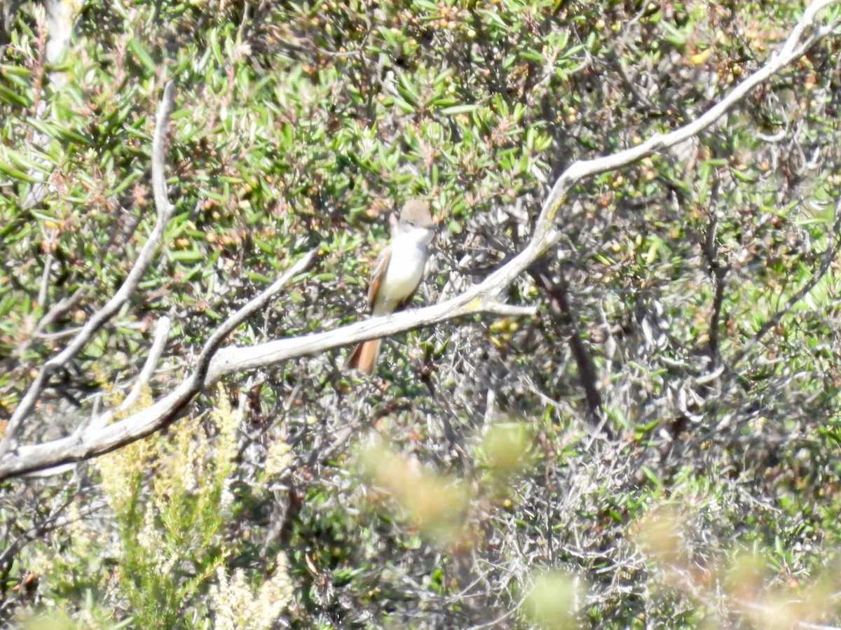 Ash-throated Flycatcher - ML449034041