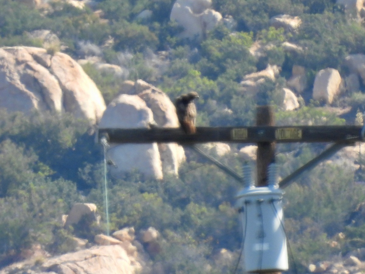 Red-tailed Hawk - ML449034171