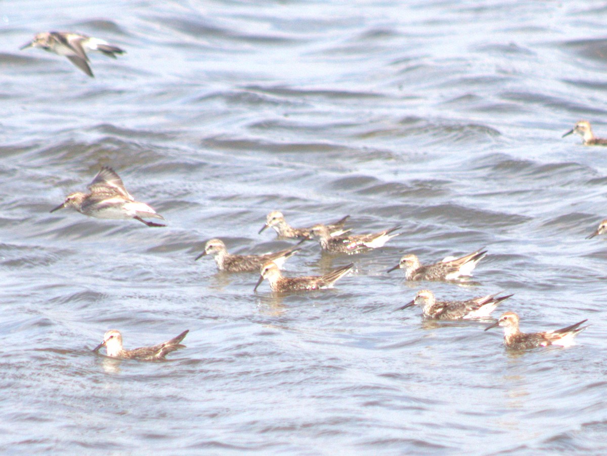 White-rumped Sandpiper - ML449034731