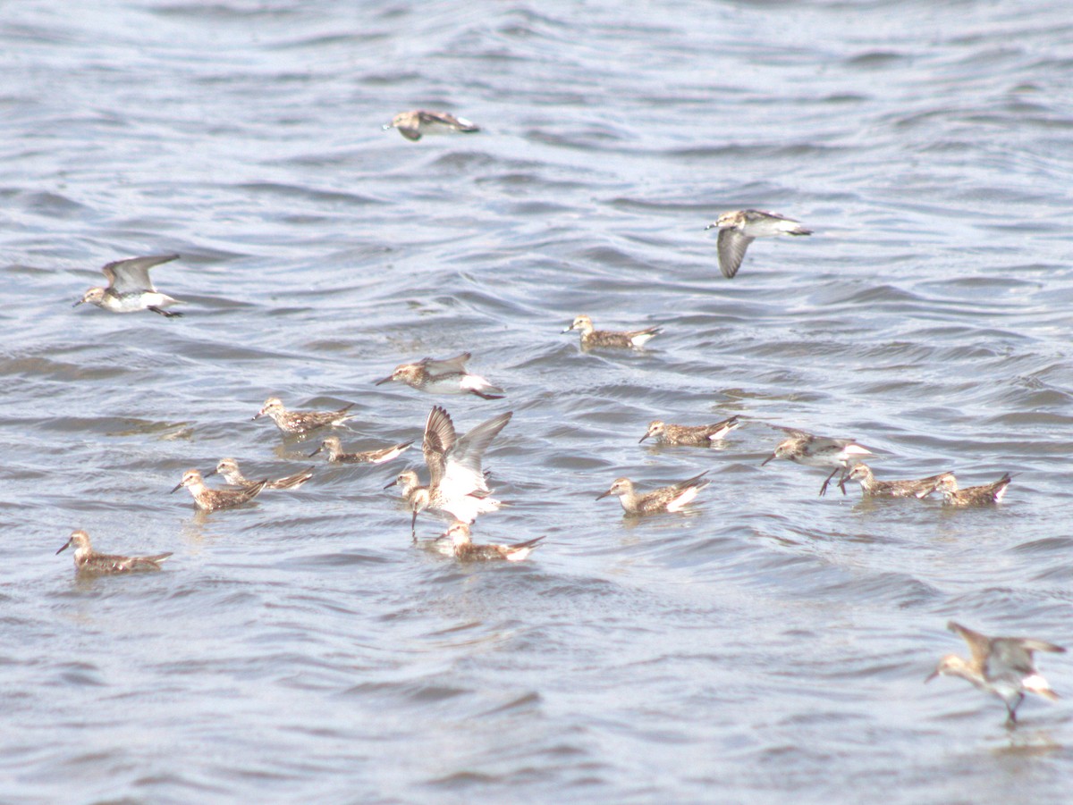 White-rumped Sandpiper - Lermith Torres