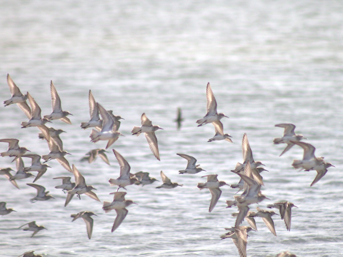 White-rumped Sandpiper - Lermith Torres