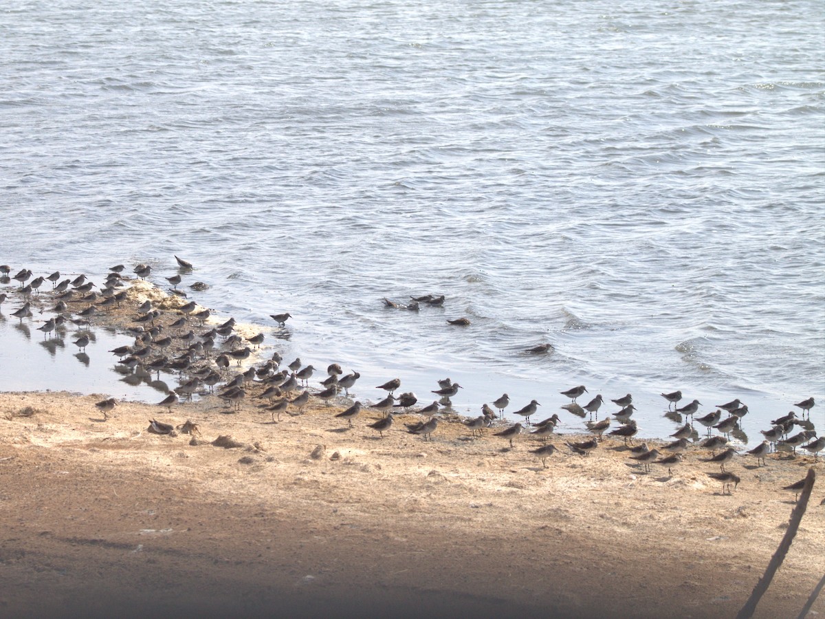 White-rumped Sandpiper - Lermith Torres