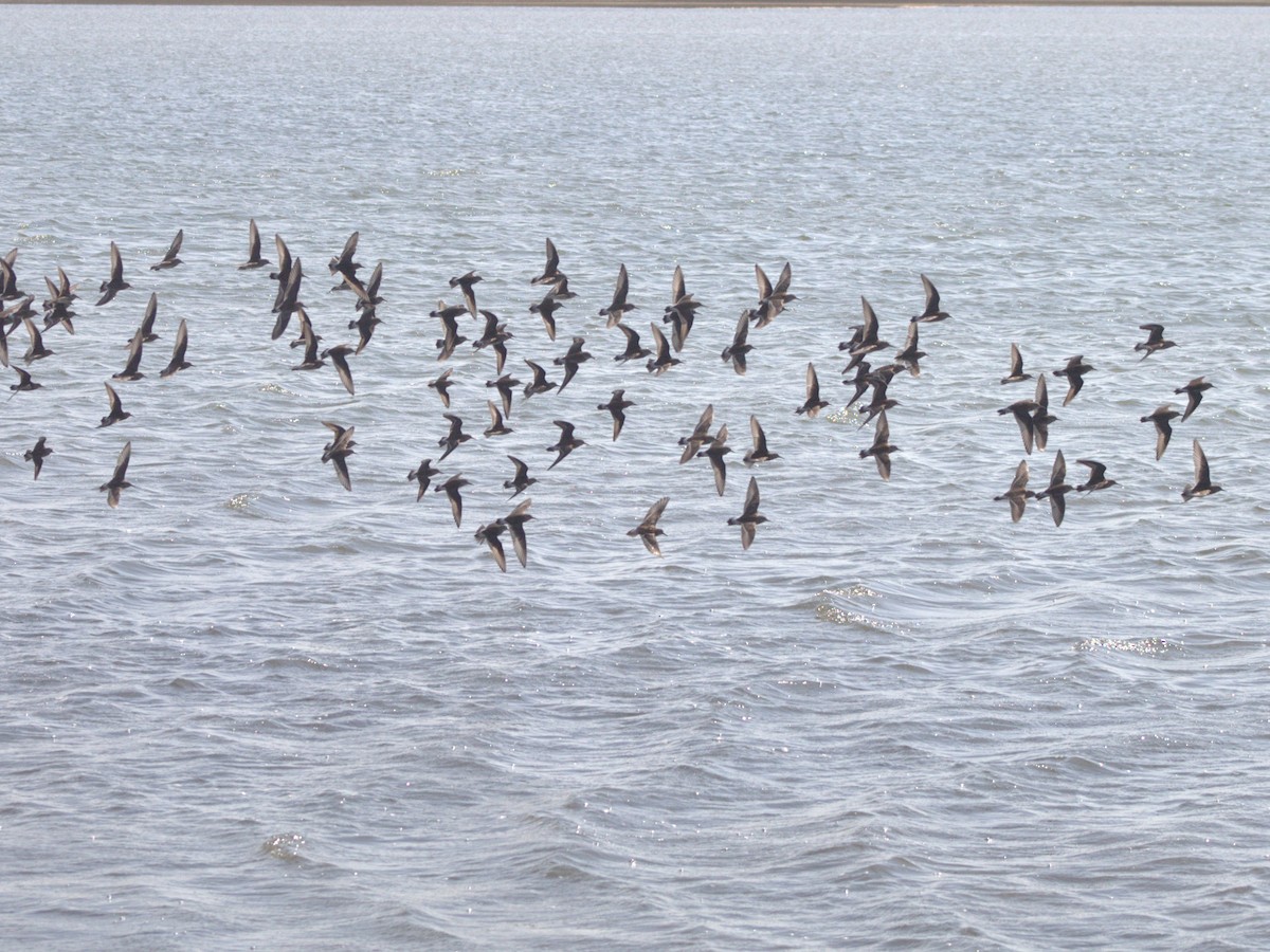 White-rumped Sandpiper - ML449035291