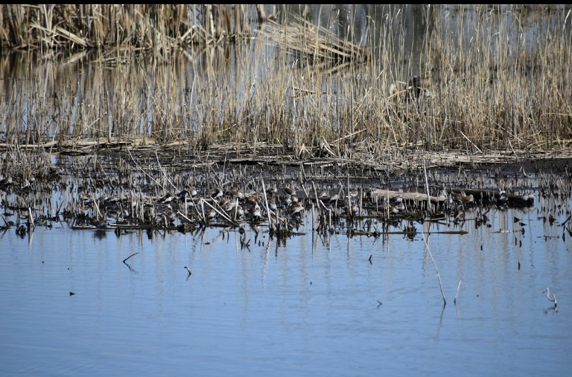 Dunlin - ML449035941