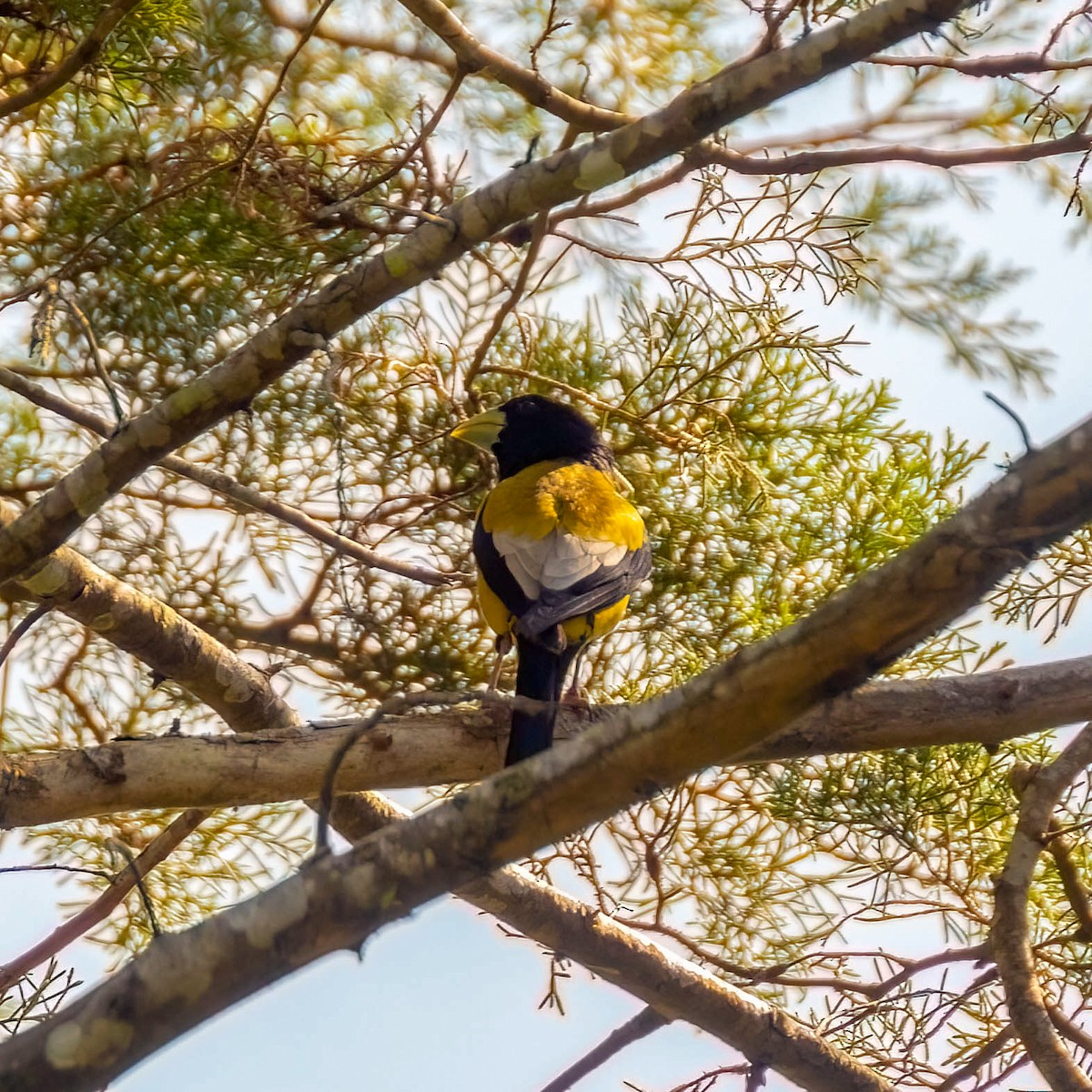 Hooded Grosbeak - ML449036071